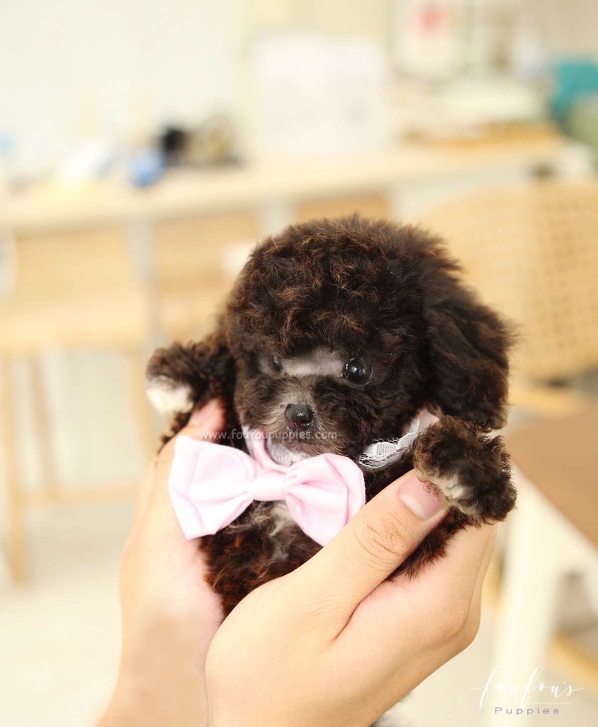 Hershey - Poodle M.