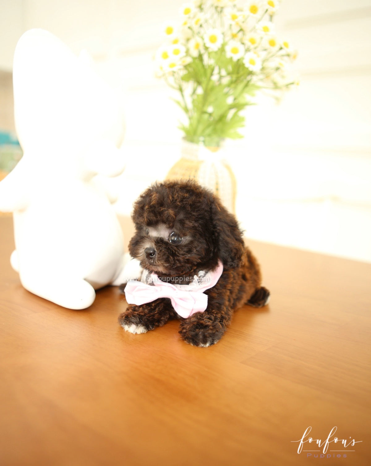 Hershey - Poodle M.