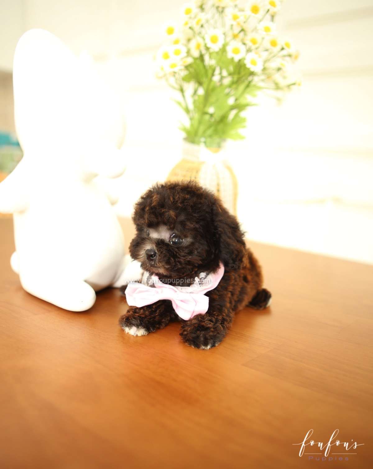 Hershey - Poodle M.