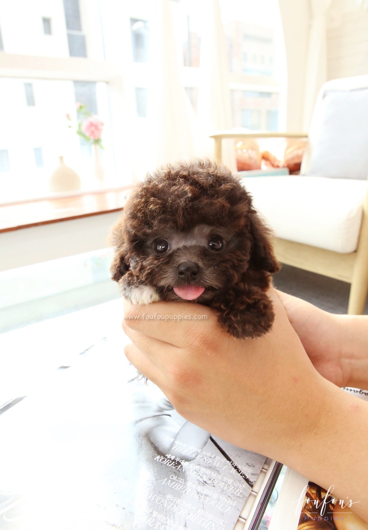 Hershey - Poodle M.