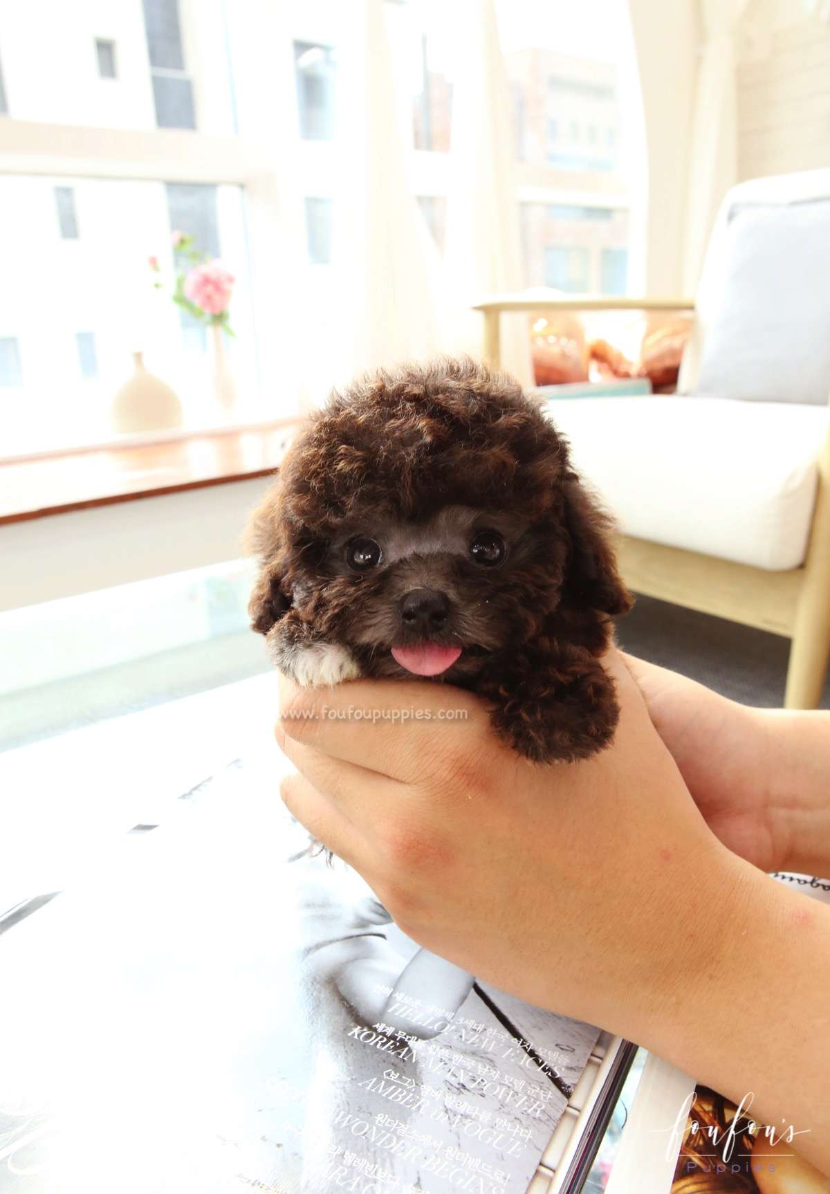 Hershey - Poodle M.