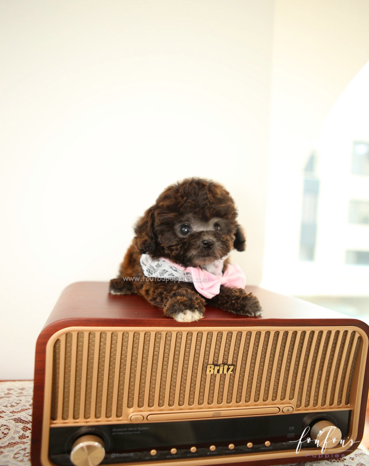 Hershey - Poodle M.