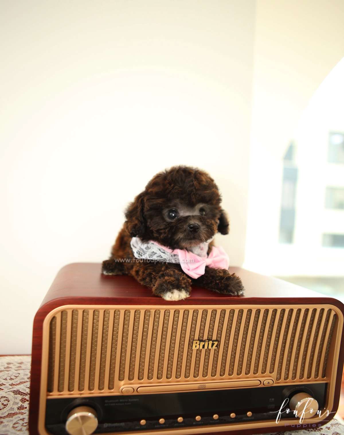 Hershey - Poodle M.