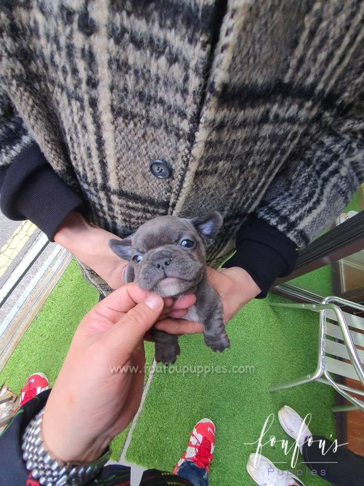 Nala - French Bulldog