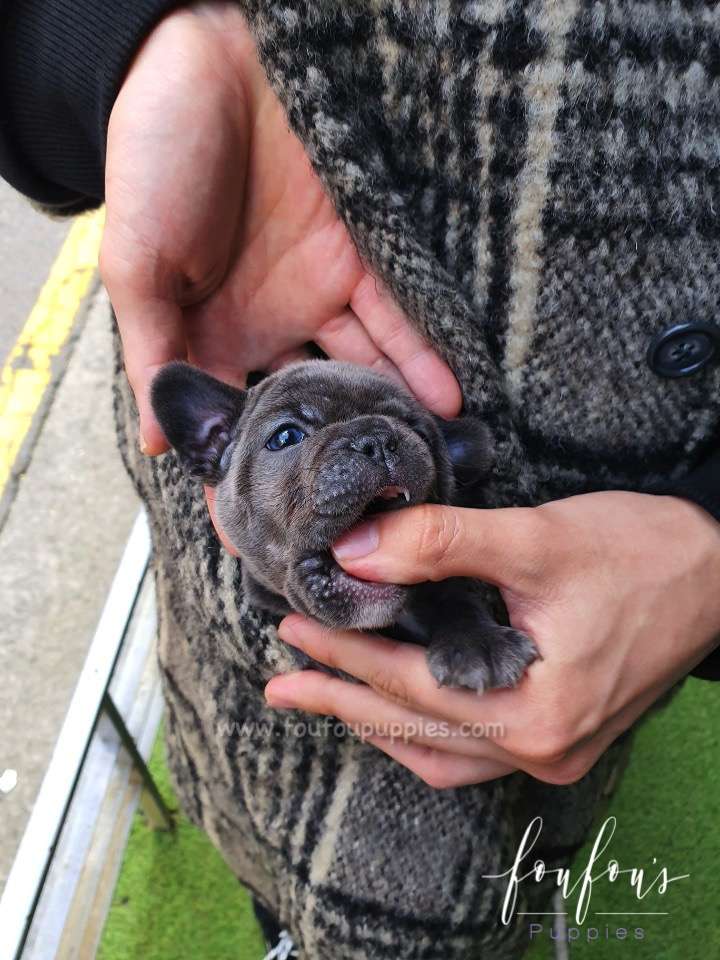 Nala - French Bulldog
