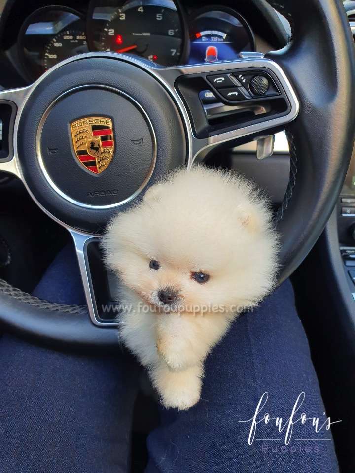 Champ - Pomeranian M. (Champion Bloodline)
