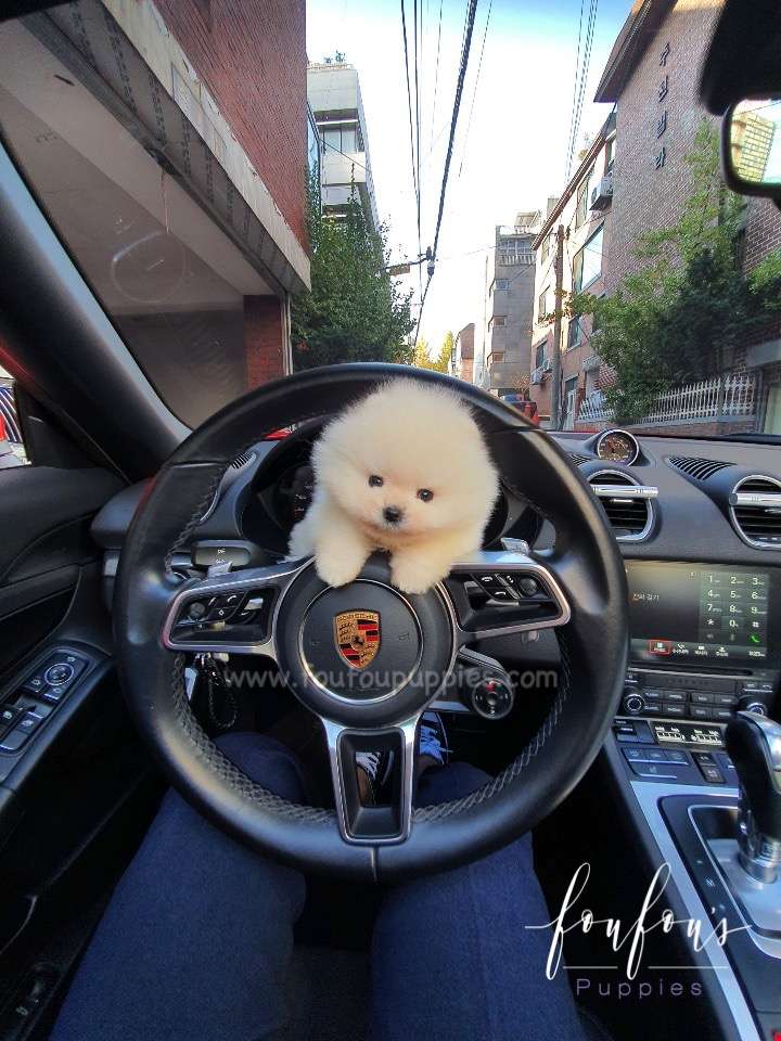 Champ - Pomeranian M. (Champion Bloodline)