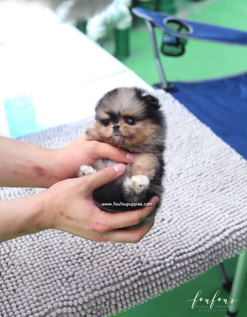 Açai - Pomeranian F.