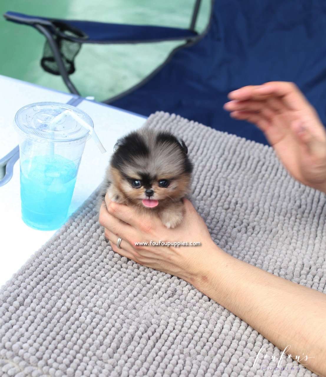 Açai - Pomeranian F.