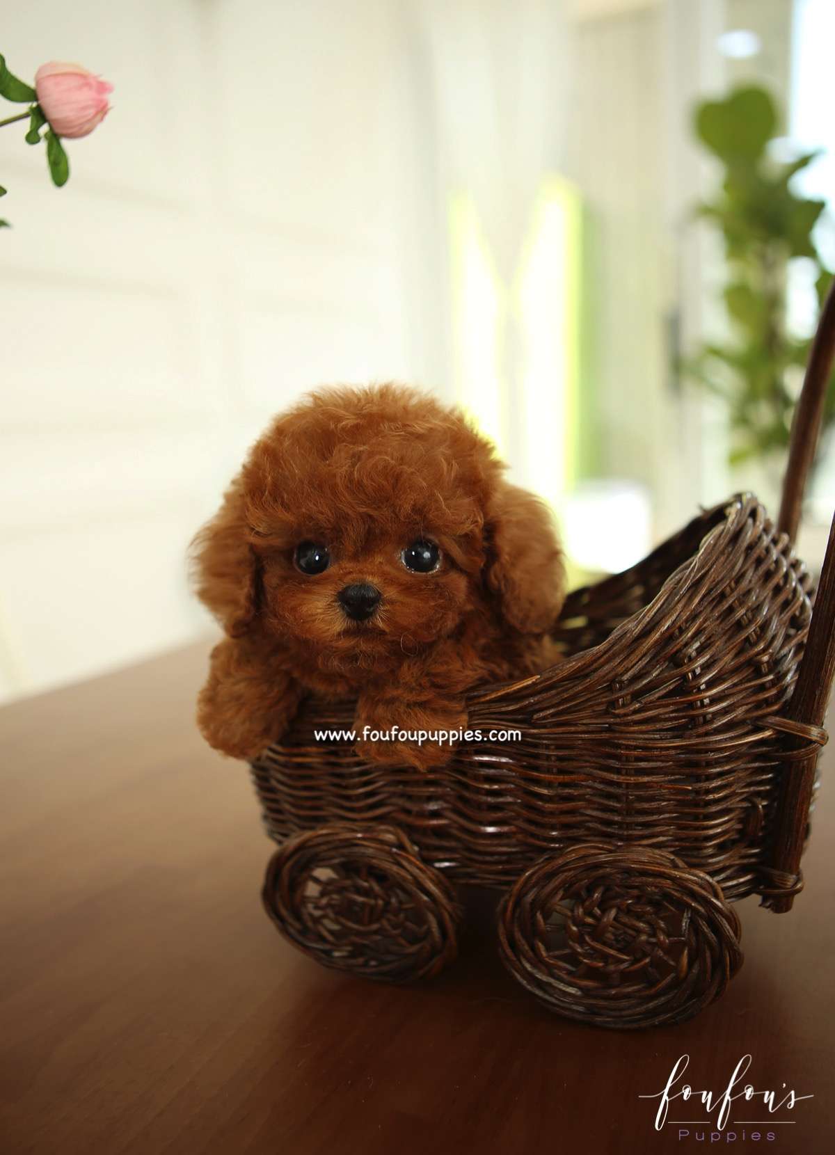 Teddy - Poodle M.