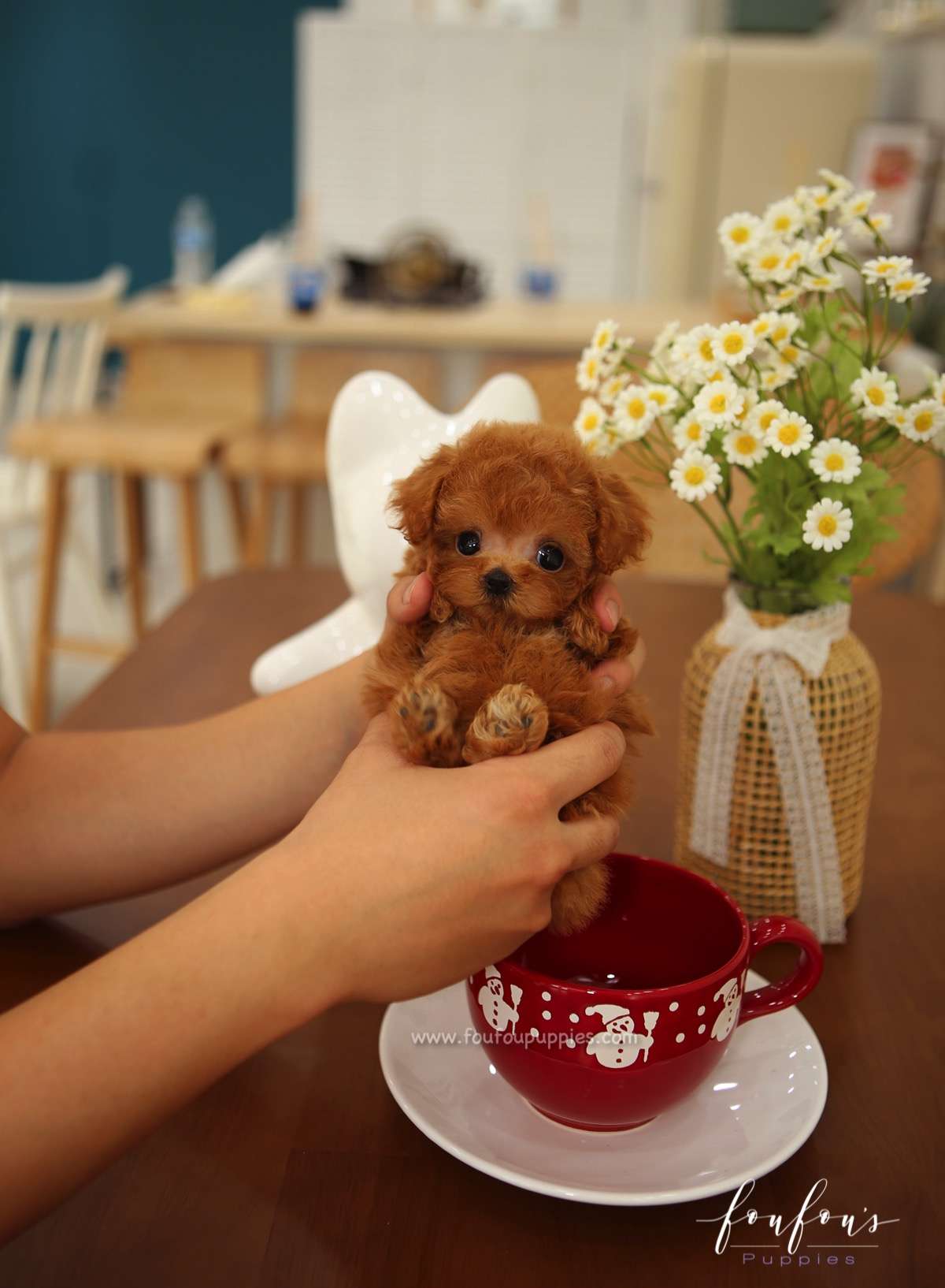 Jake - Poodle M.