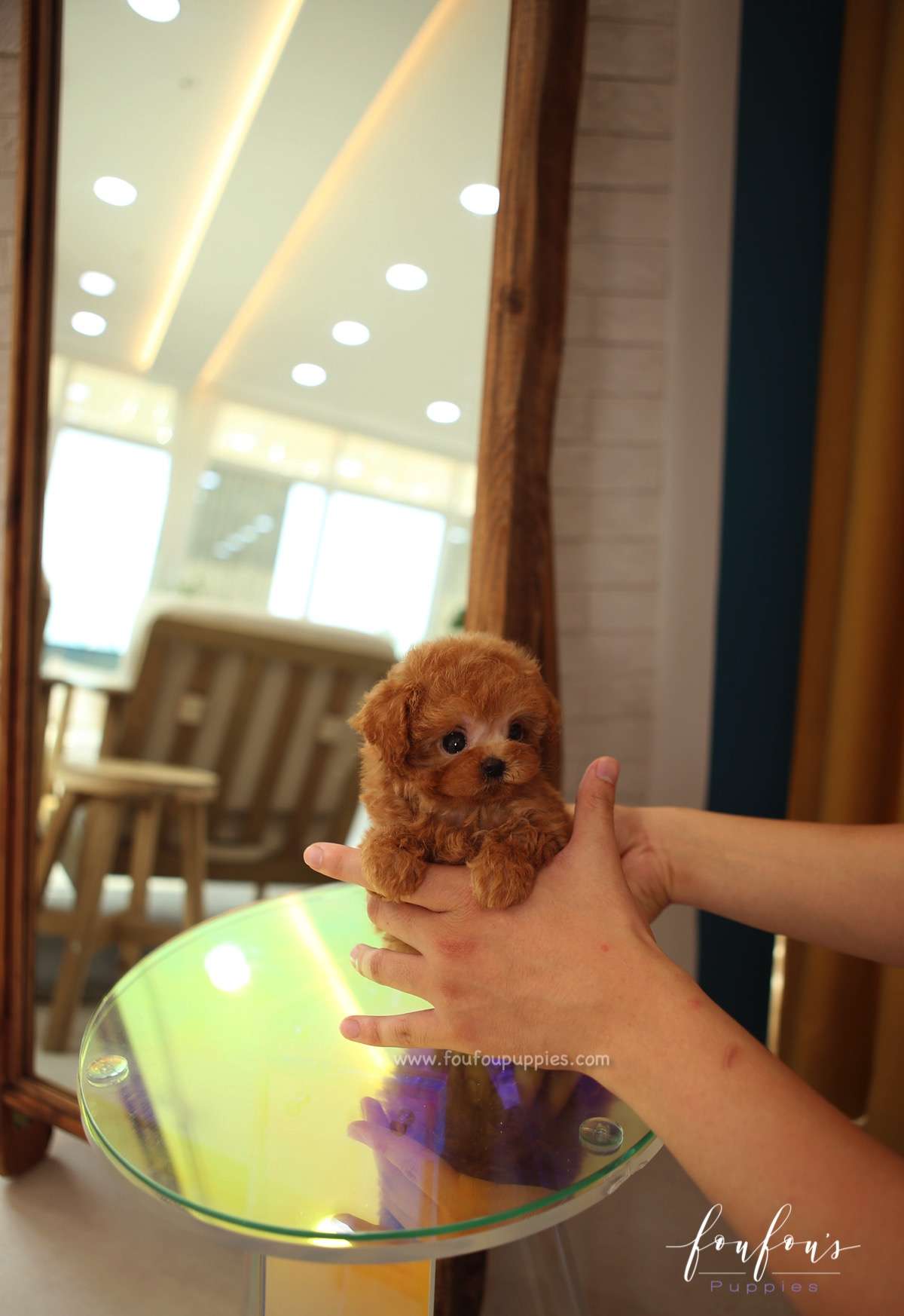 Jake - Poodle M.