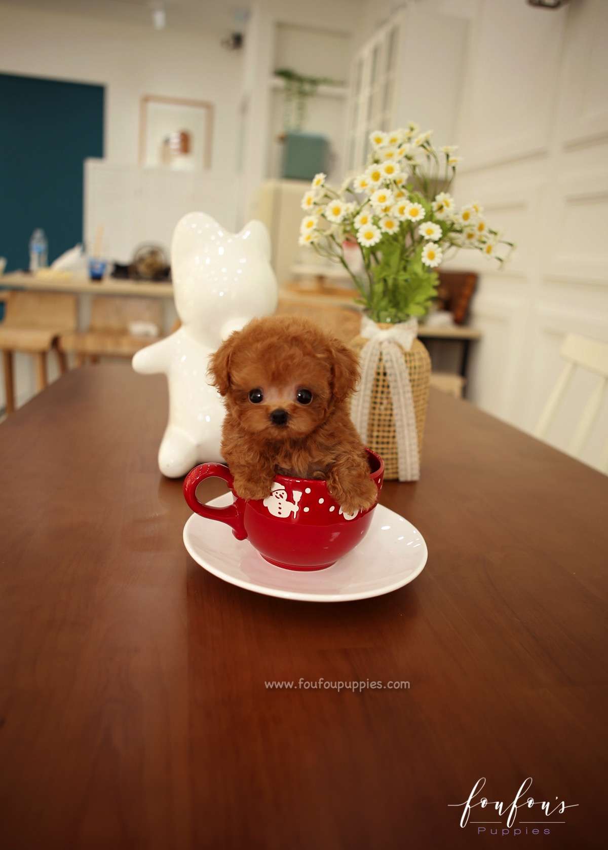 Jake - Poodle M.