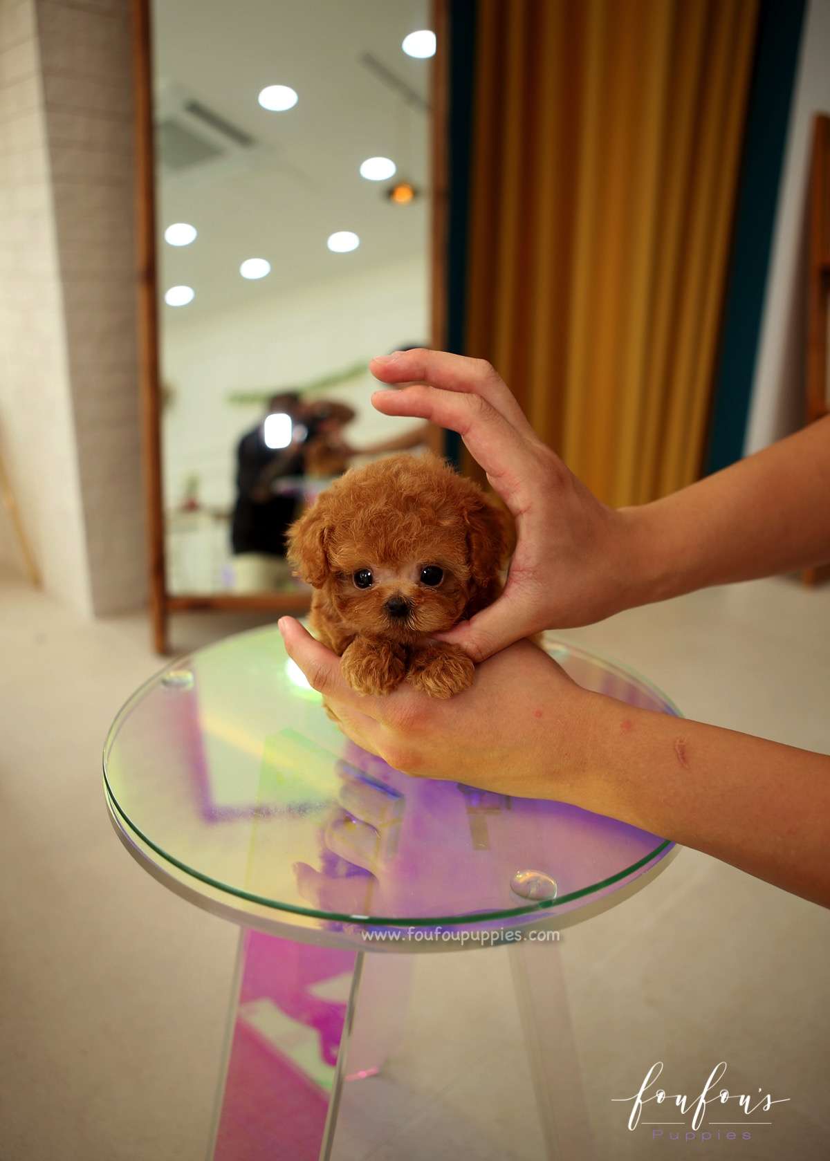 Jake - Poodle M.