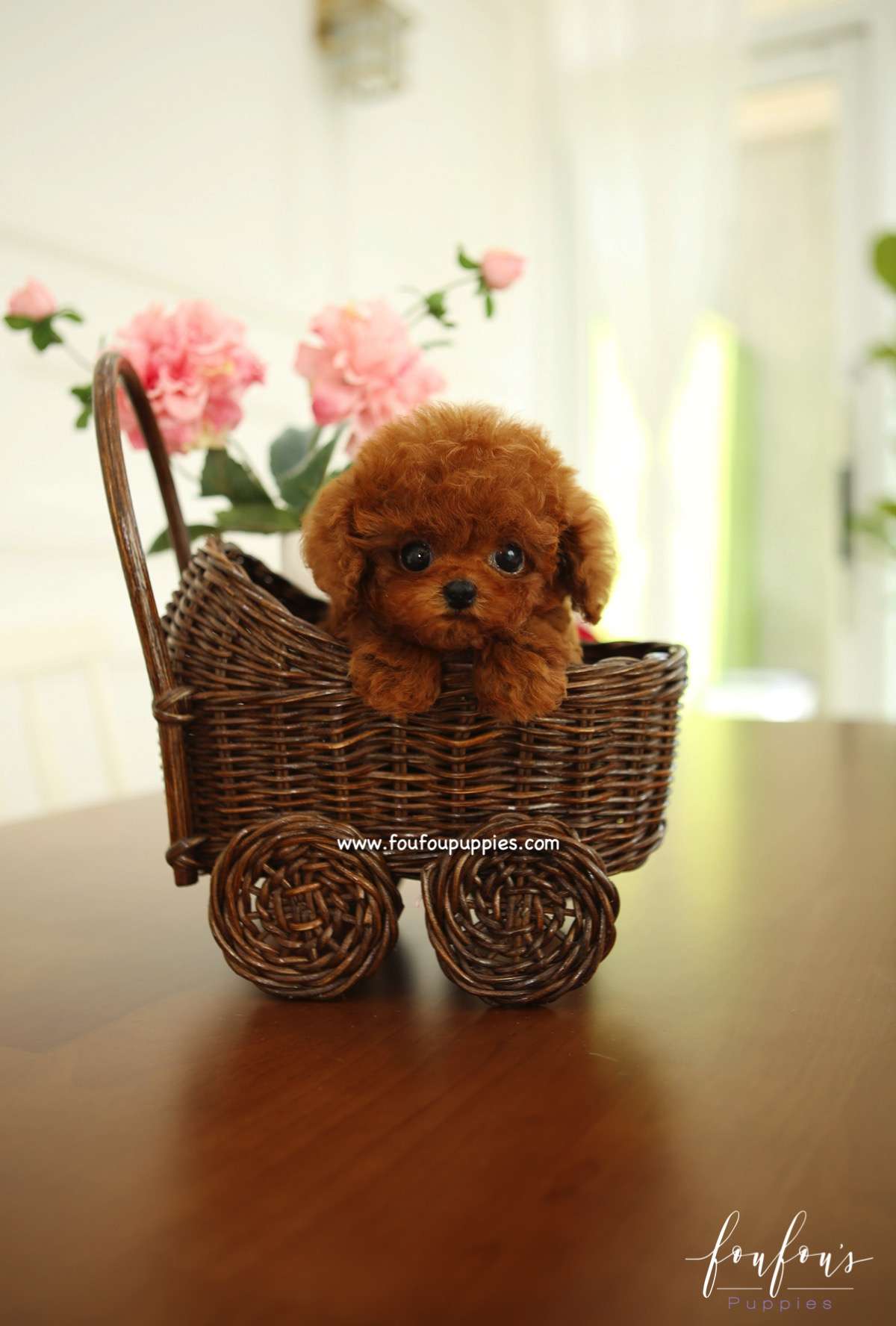 Teddy - Poodle M.