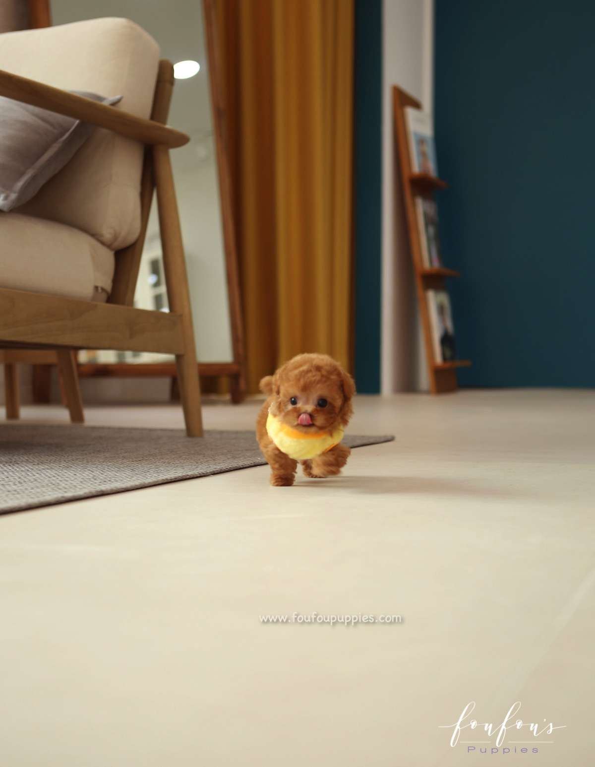 Jake - Poodle M.