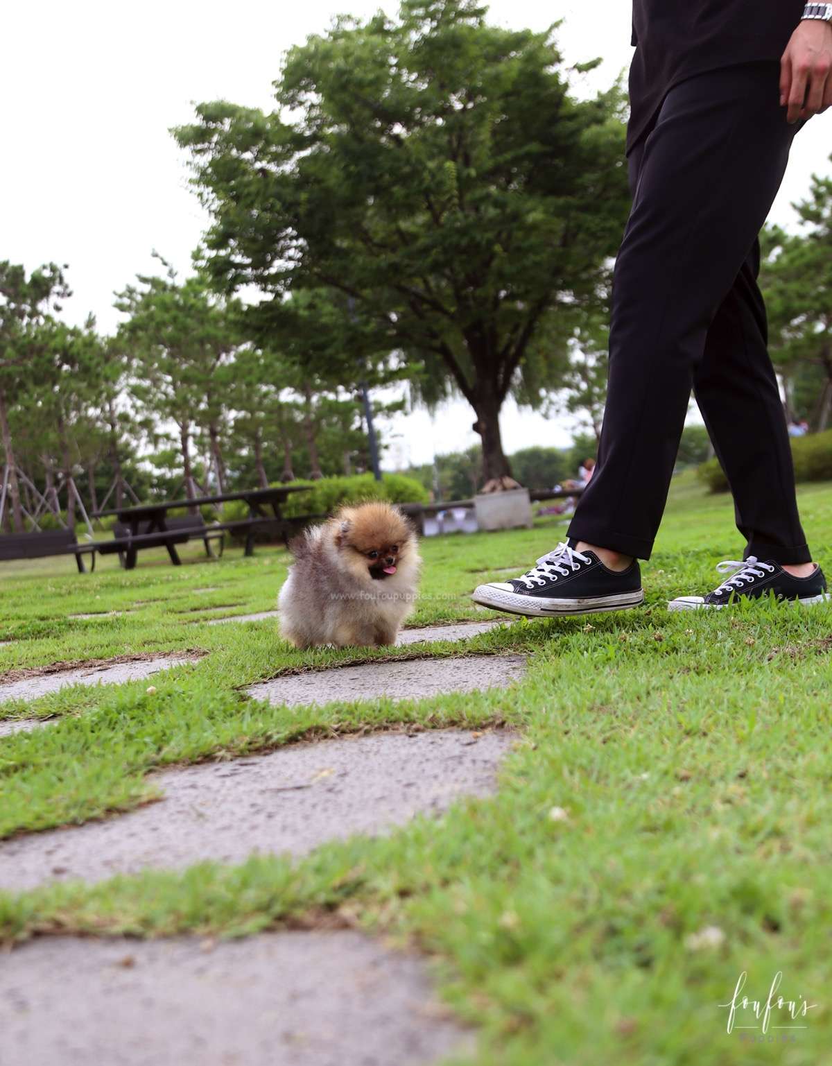 Jake - Pomeranian M.
