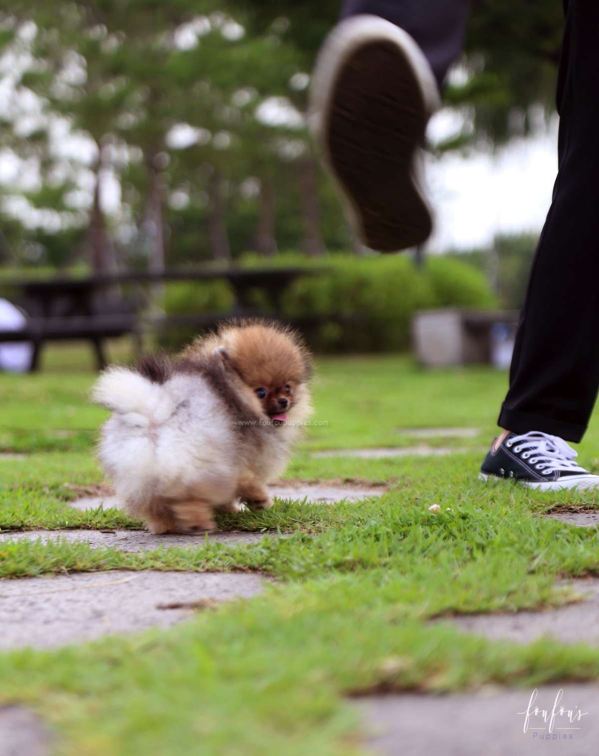 Jake - Pomeranian M.