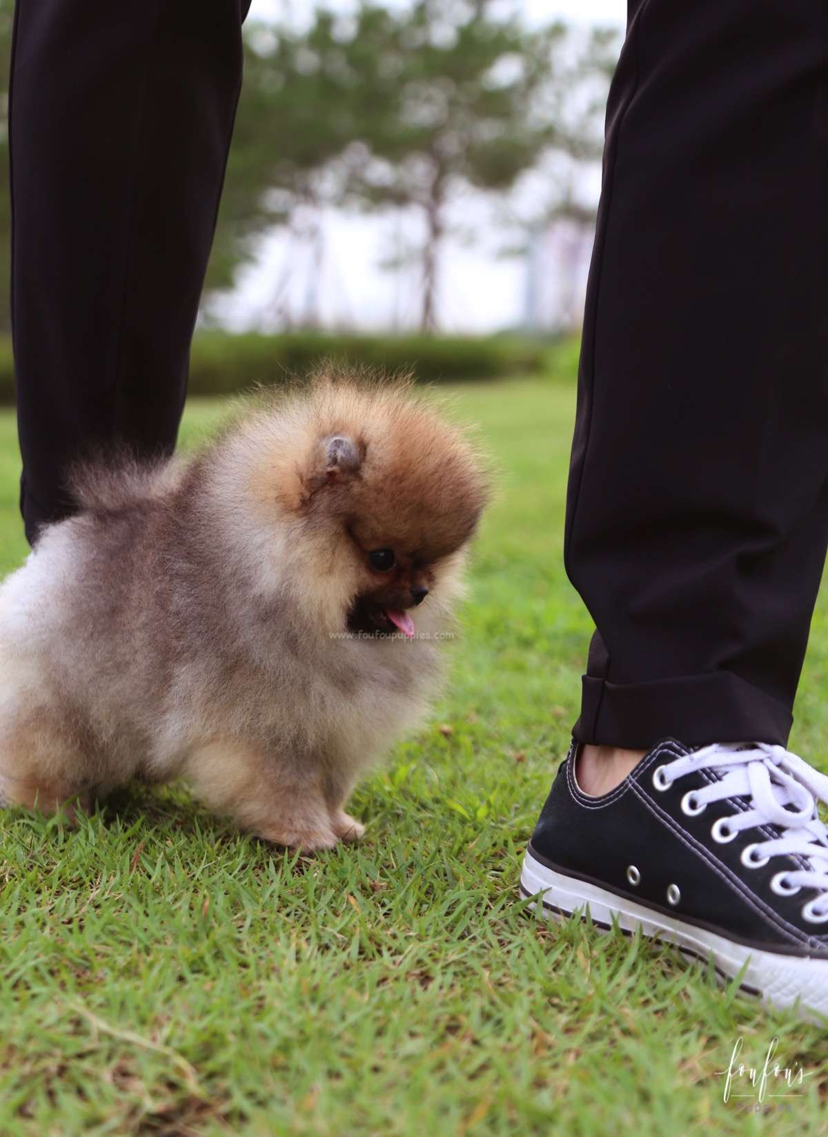 Jake - Pomeranian M.