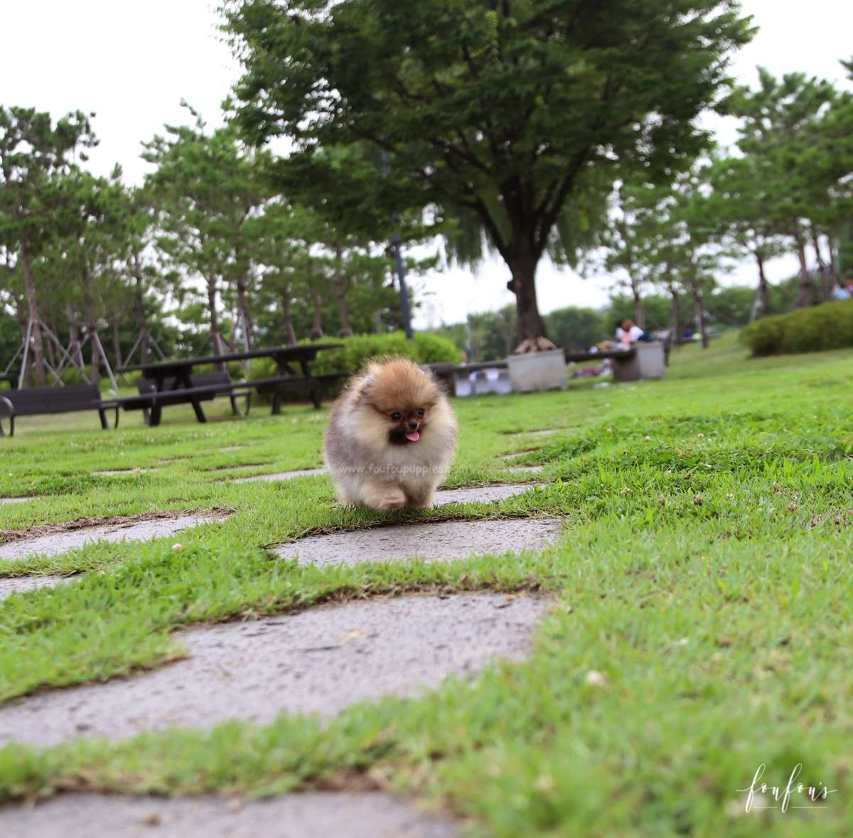 Jake - Pomeranian M.