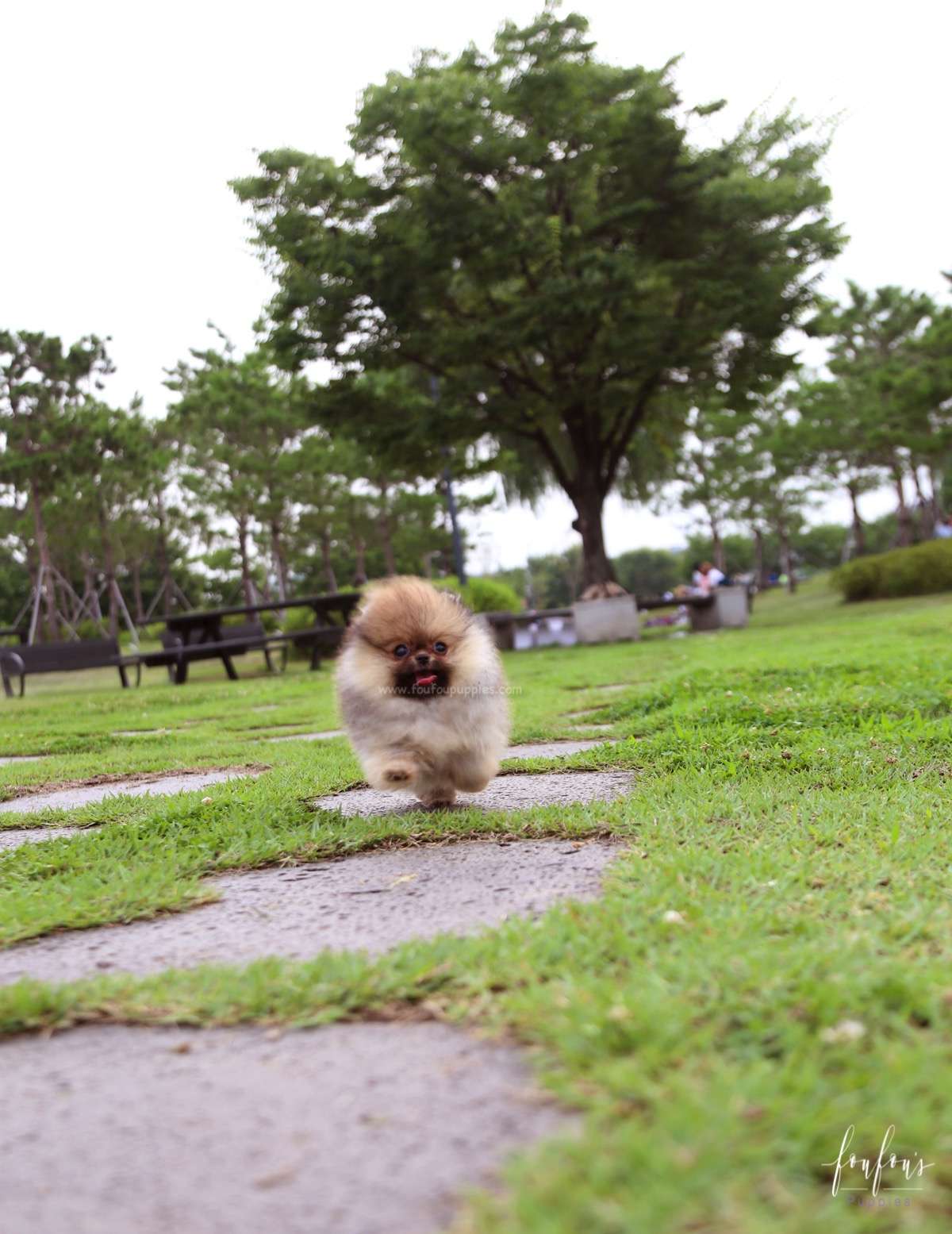 Jake - Pomeranian M.