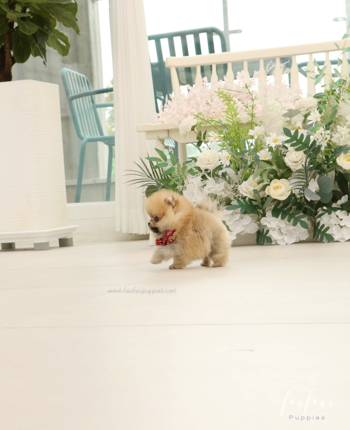Bae - Pomeranian M.