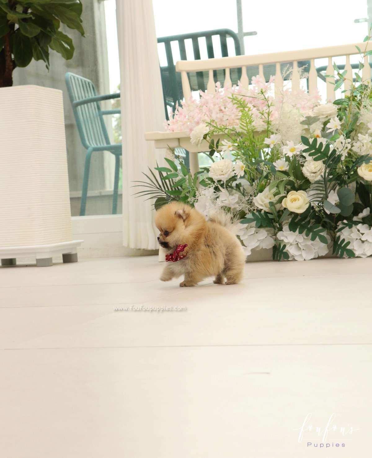 Bae - Pomeranian M.