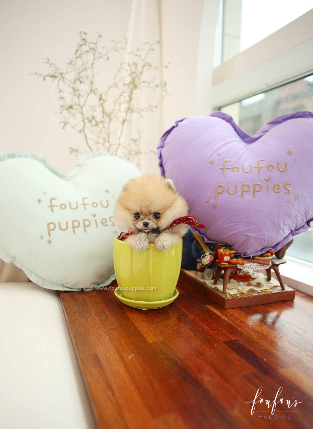 Bae - Pomeranian M.