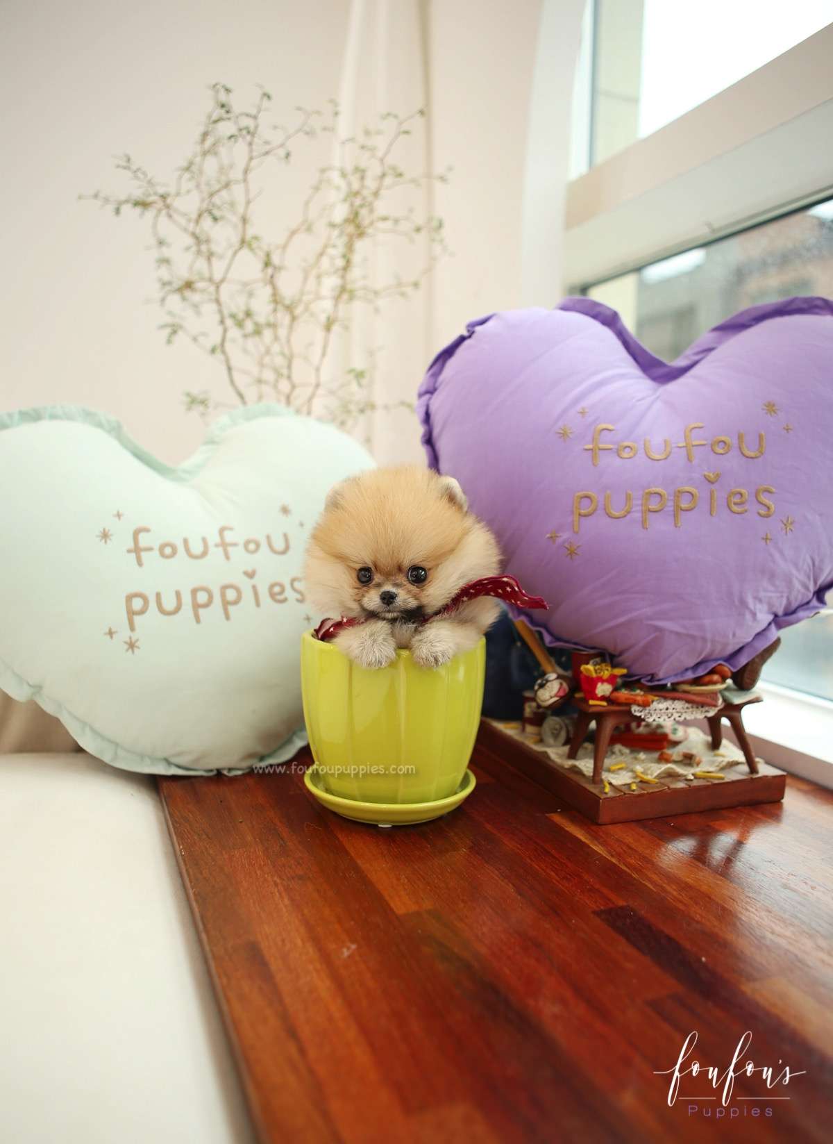 Bae - Pomeranian M.