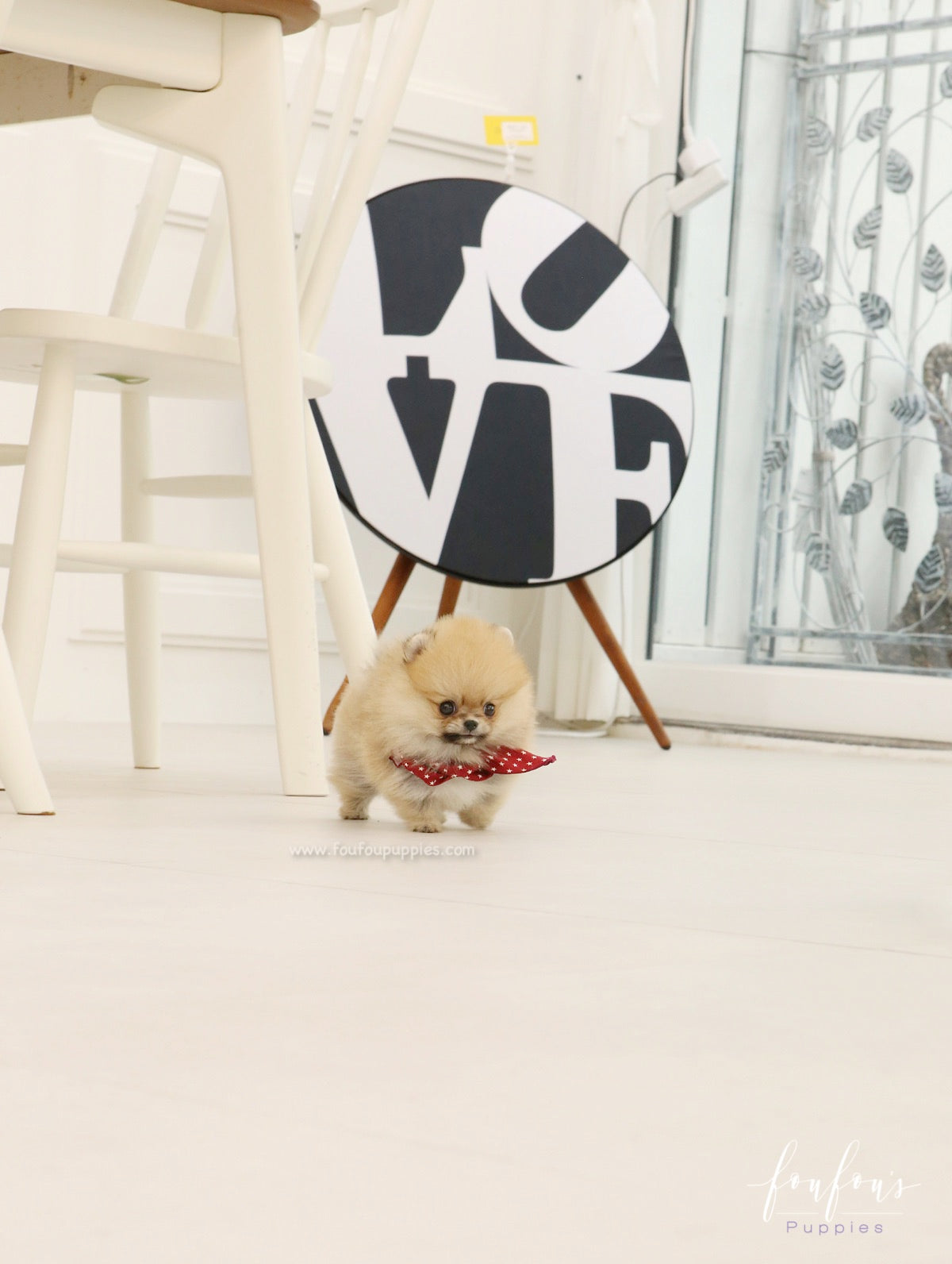 Bae - Pomeranian M.