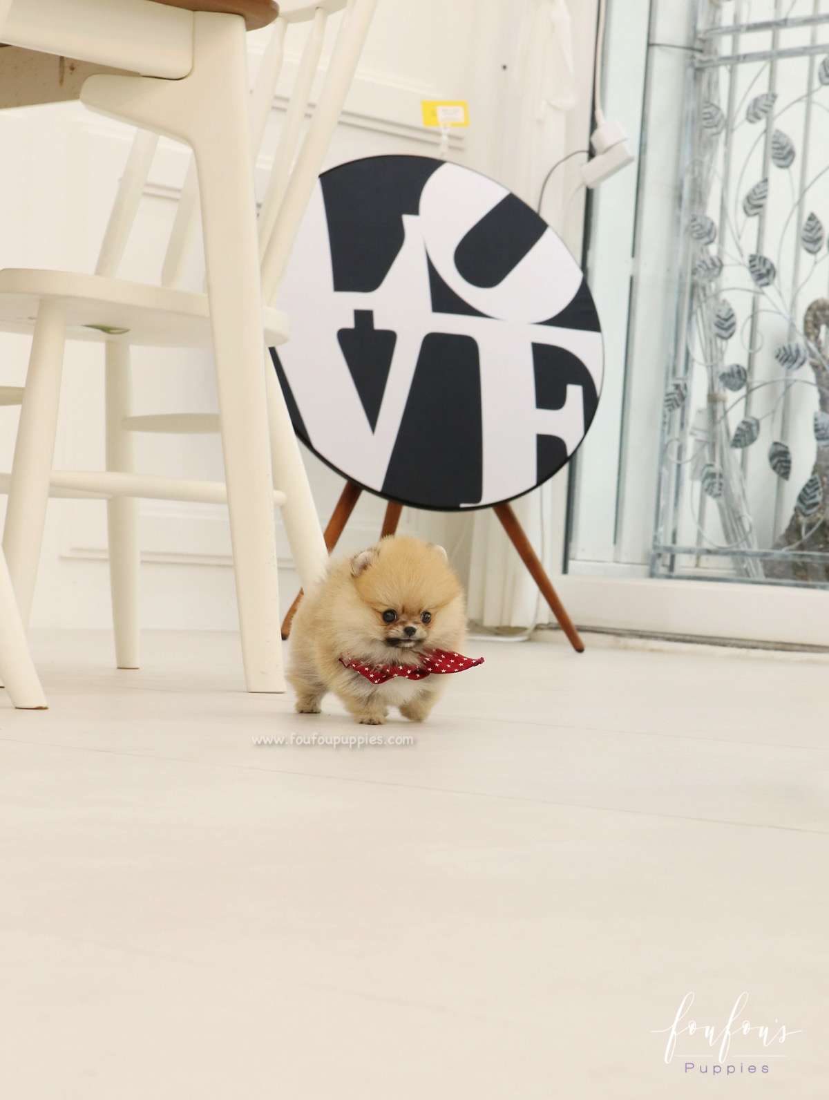 Bae - Pomeranian M.
