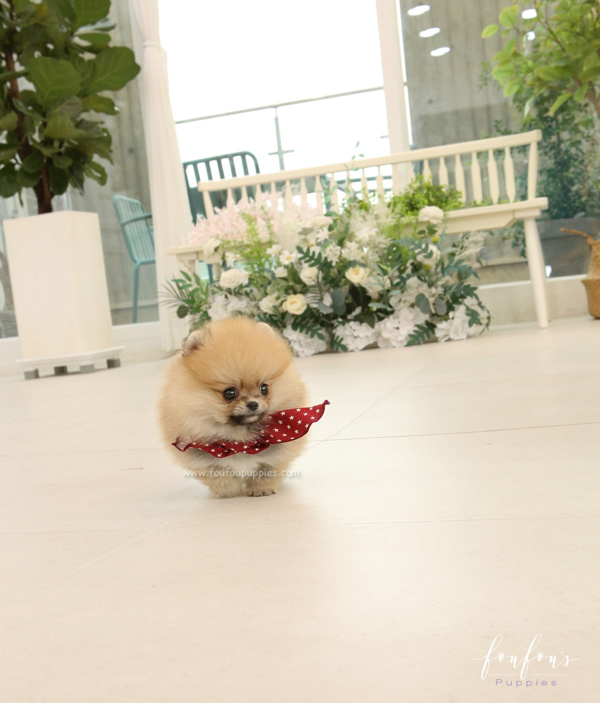 Bae - Pomeranian M.