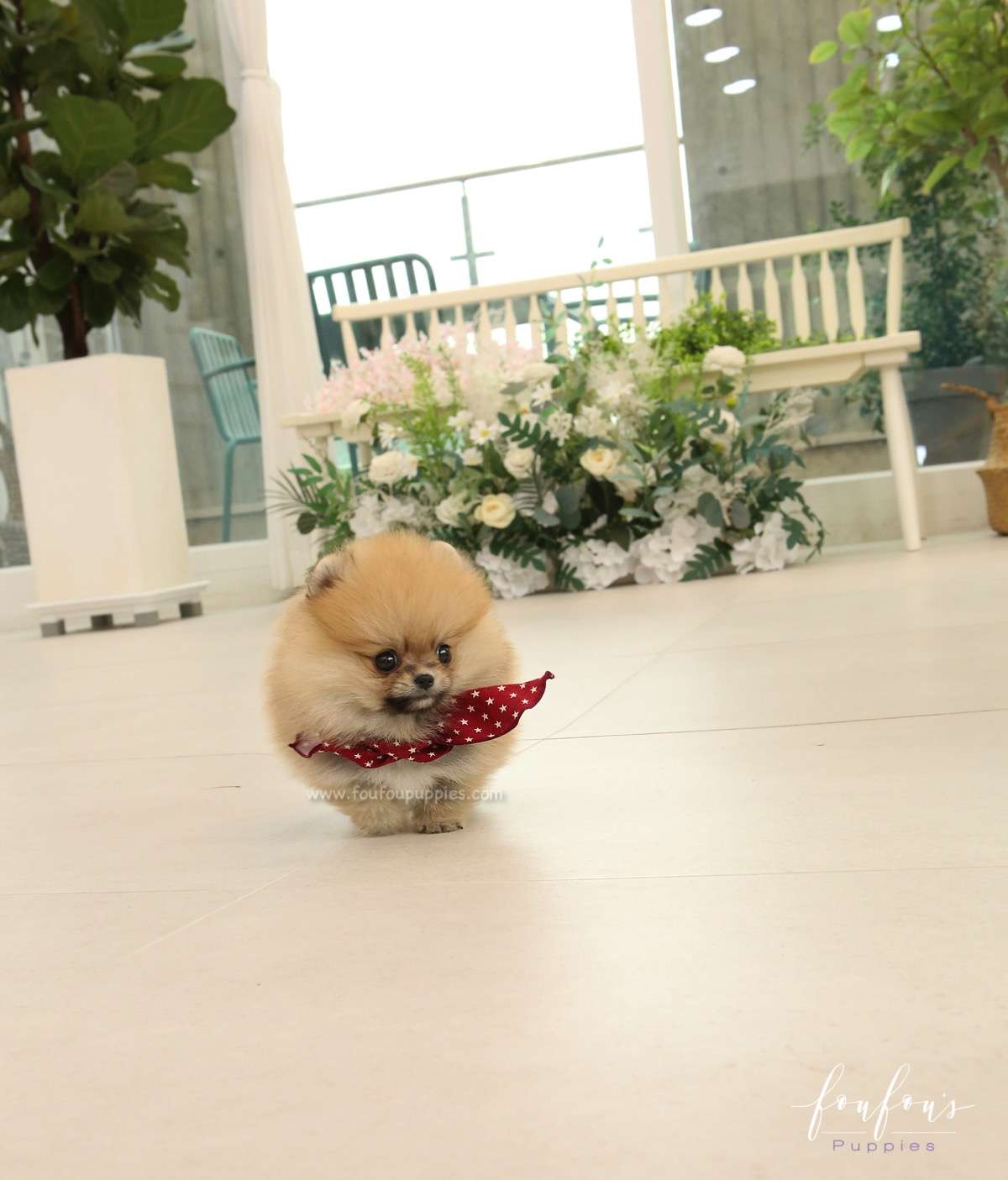 Bae - Pomeranian M.