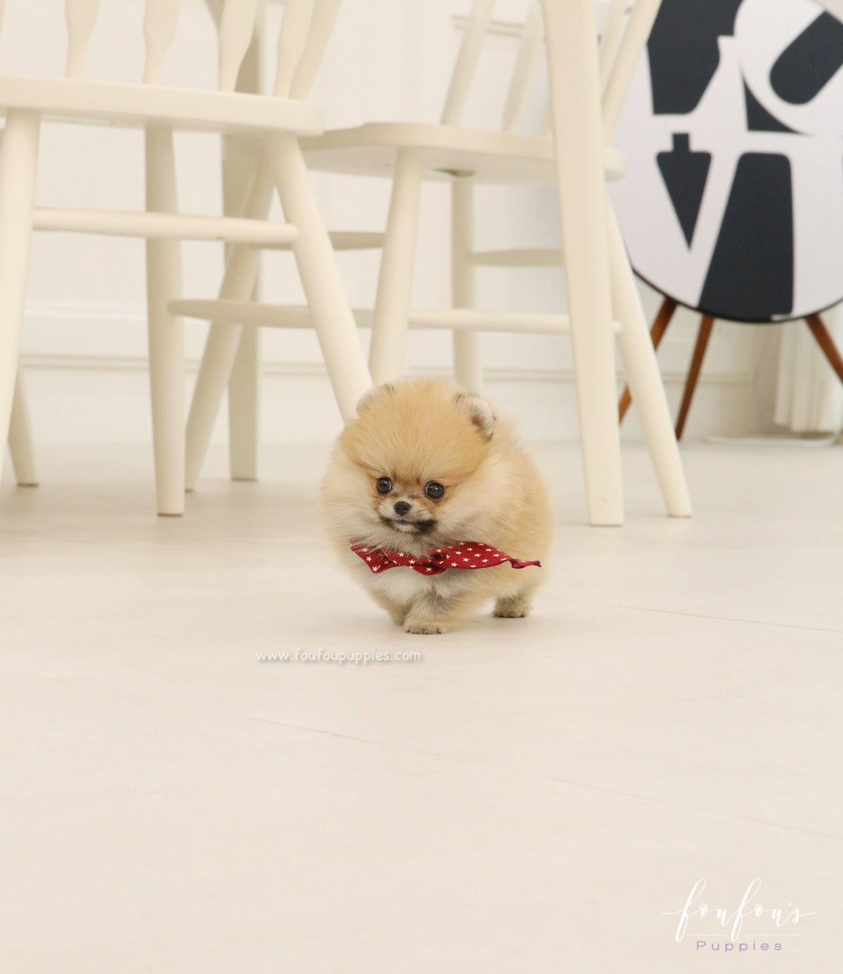 Bae - Pomeranian M.