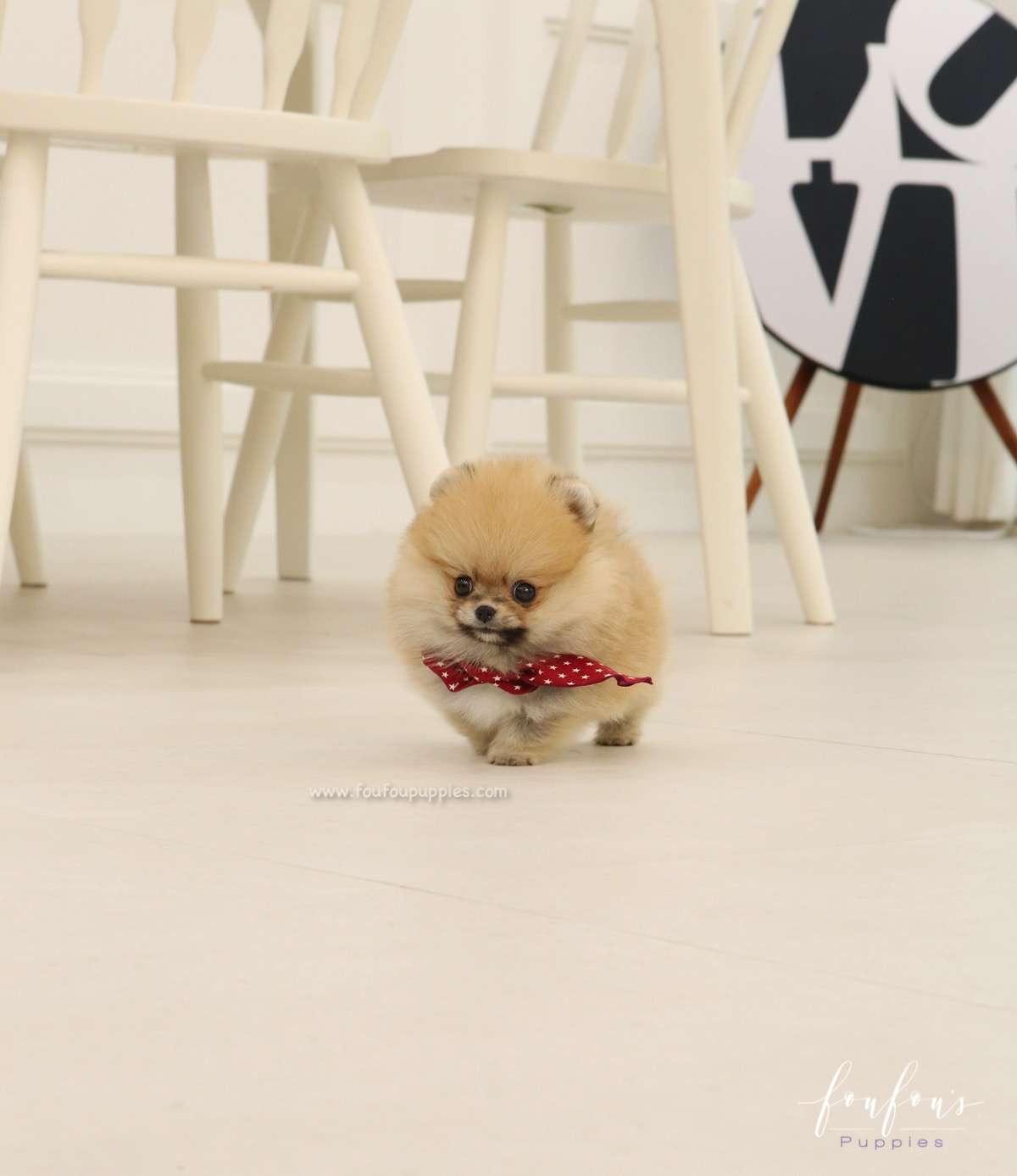 Bae - Pomeranian M.