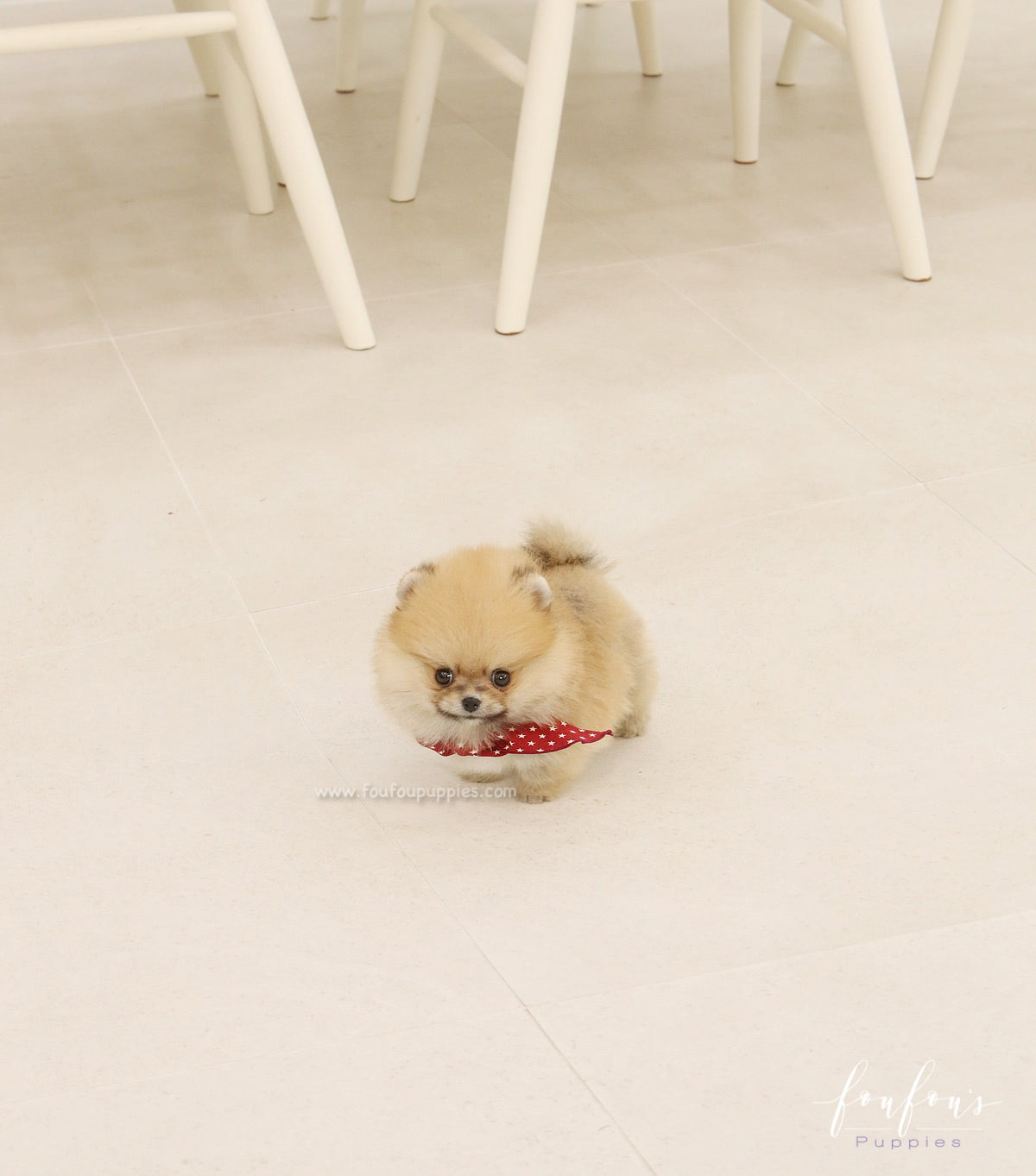 Bae - Pomeranian M.