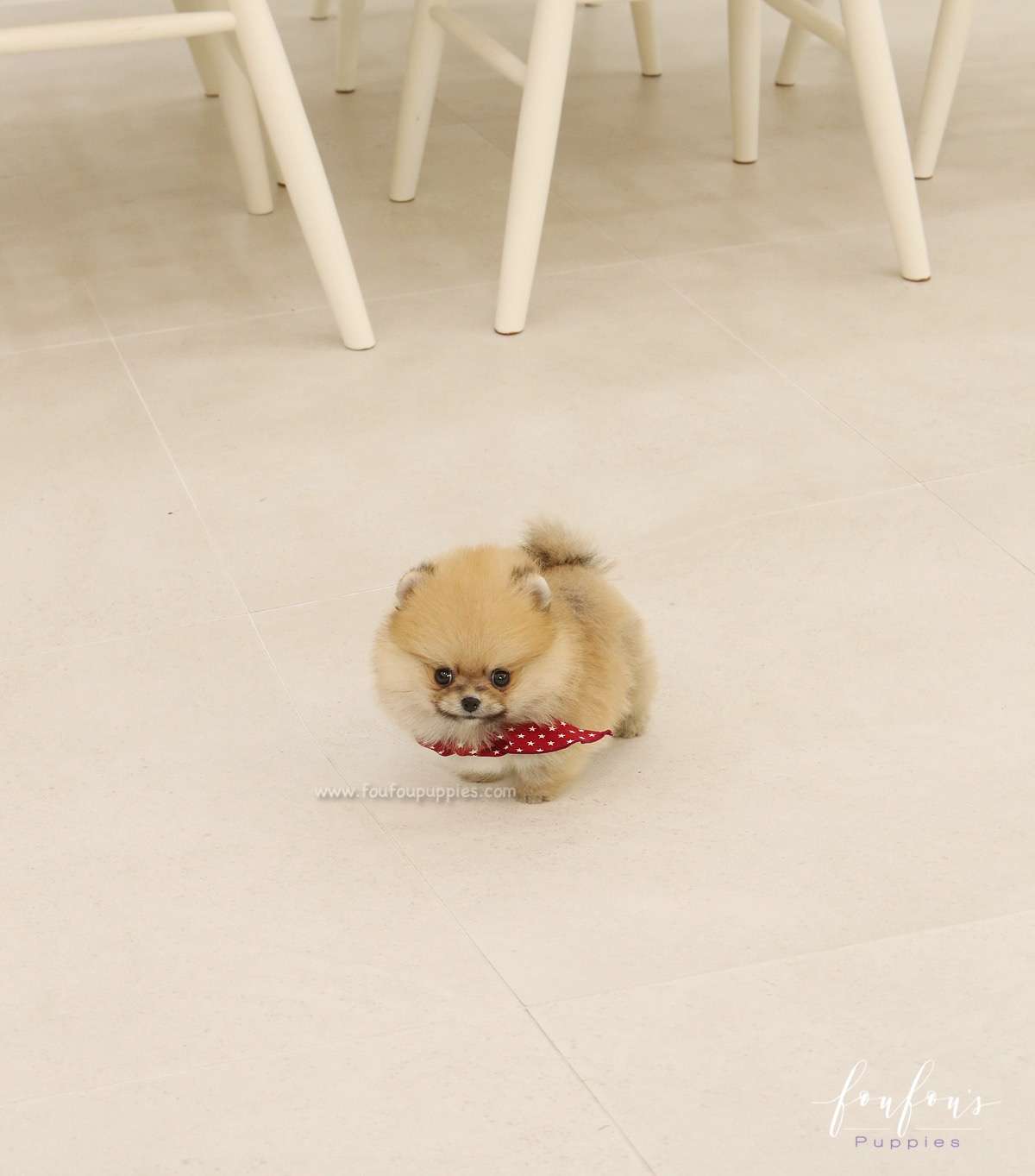 Bae - Pomeranian M.