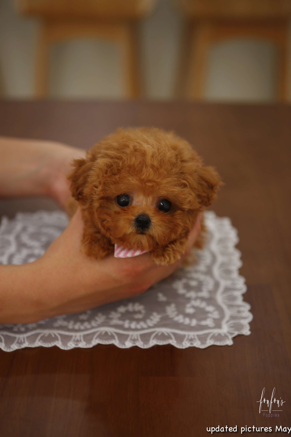 Jolie - Poodle F.
