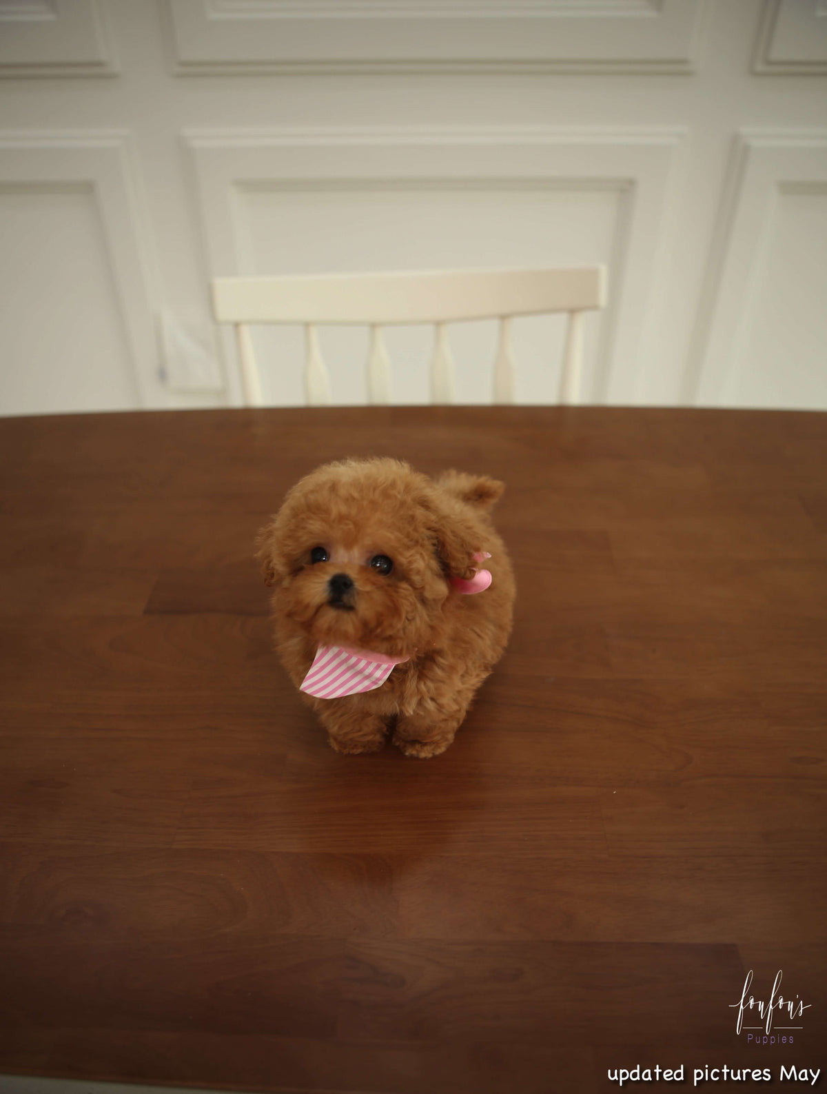 Jolie - Poodle F.