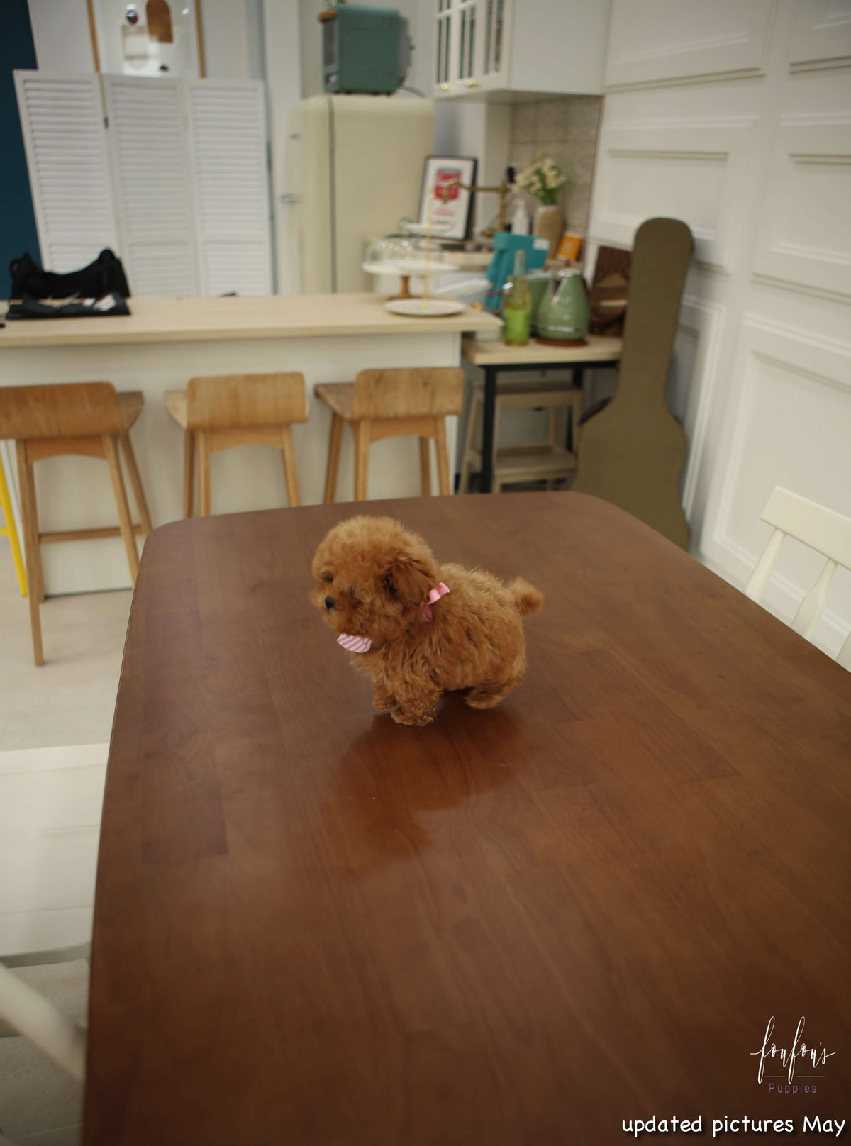 Jolie - Poodle F.