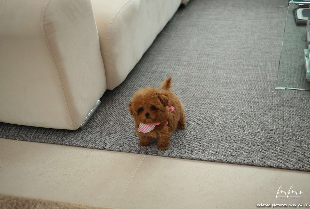 Jolie - Poodle F.