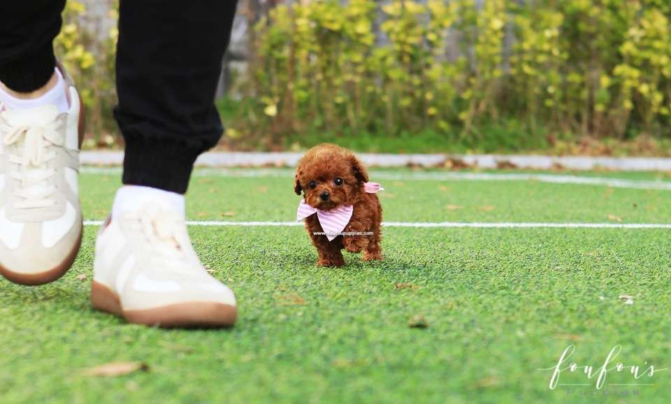 Journey - Poodle F.