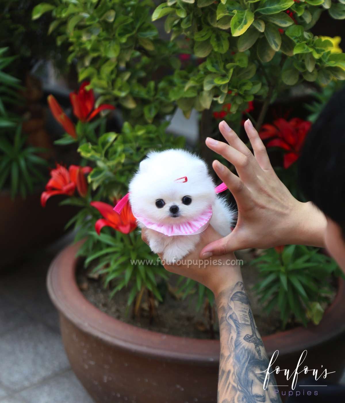 Julie - Pomeranian F.