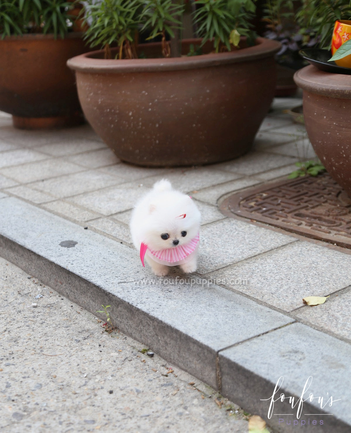 Julie - Pomeranian F.
