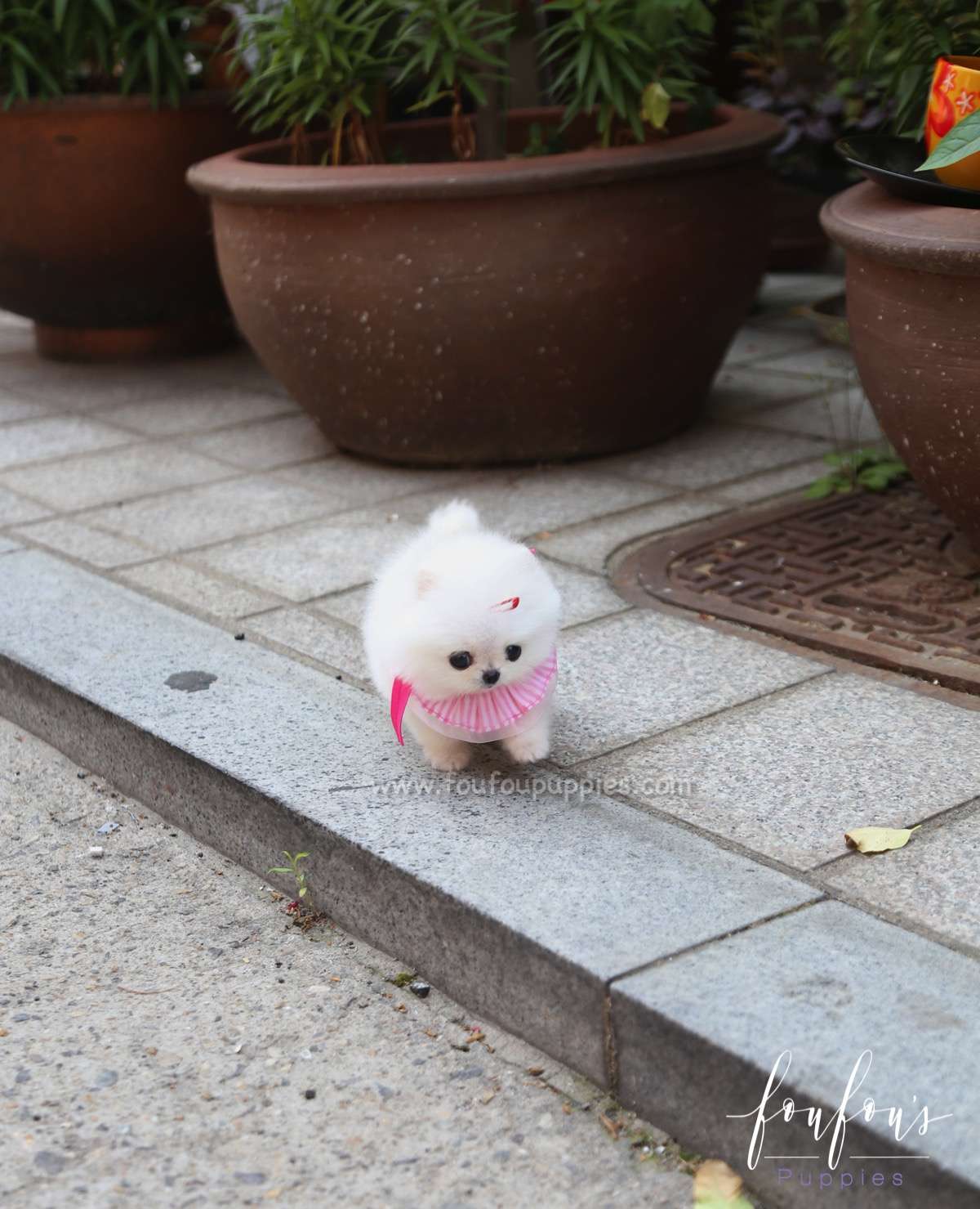 Julie - Pomeranian F.