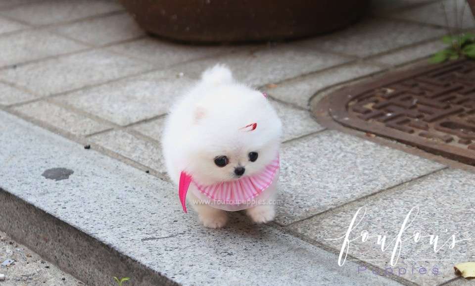 Julie - Pomeranian F.