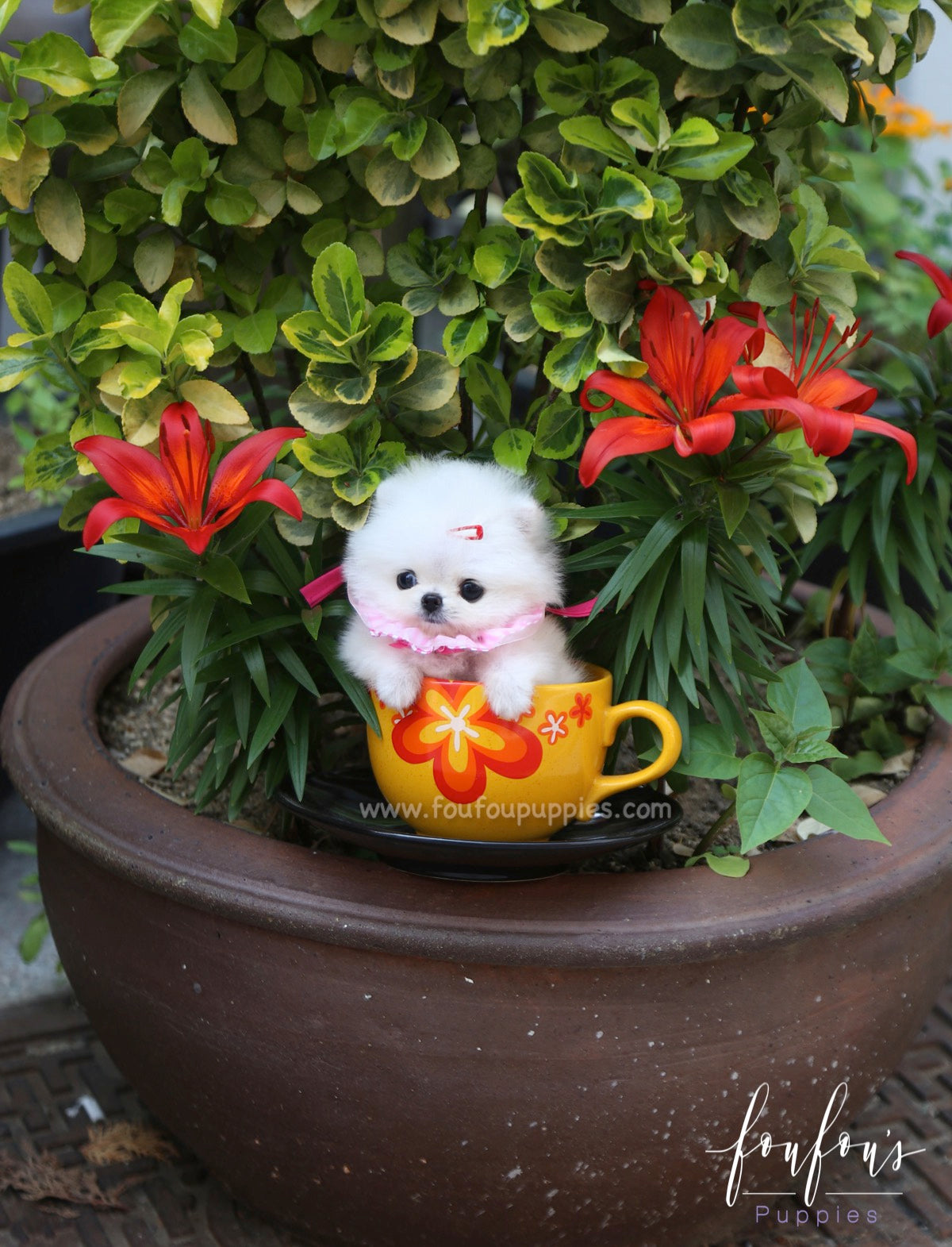 Julie - Pomeranian F.