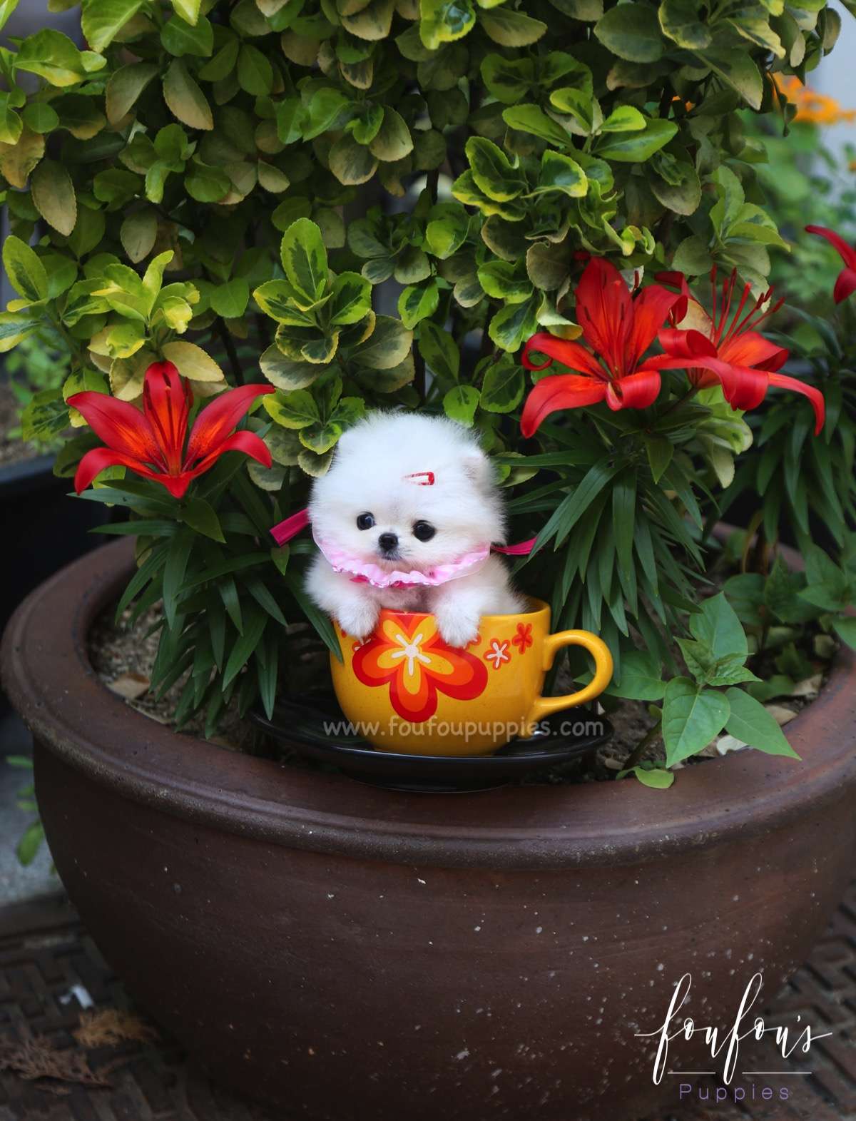 Julie - Pomeranian F.