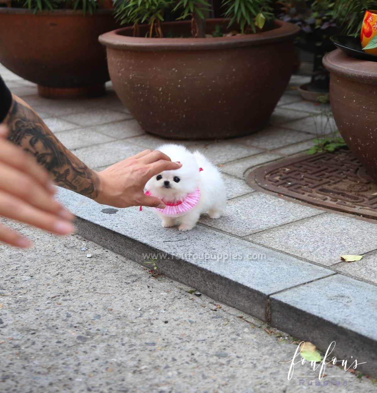 Julie - Pomeranian F.
