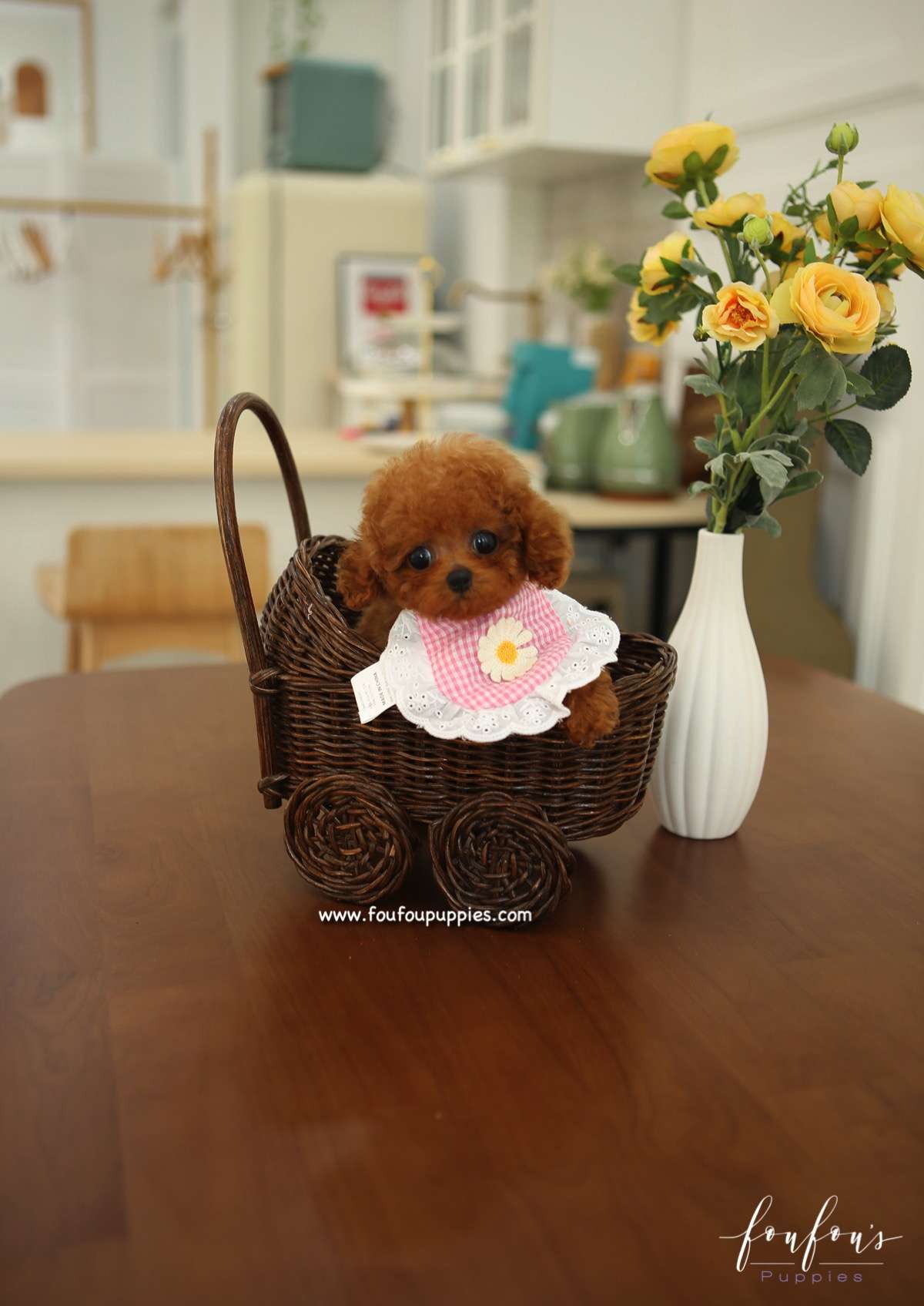Kalvin - Poodle M.